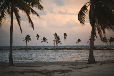 Palm trees on beach against sky during sunset