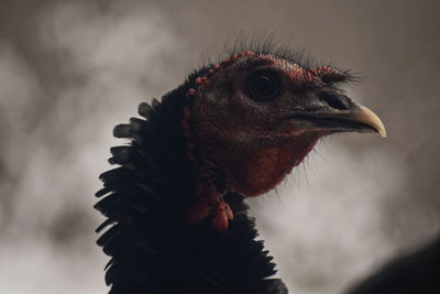 Close-up of a bird