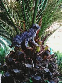 Low angle view of lizard on tree