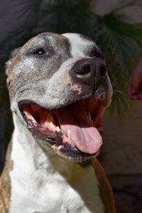 Close-up portrait of dog