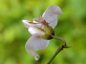 Close-up of insect on flower