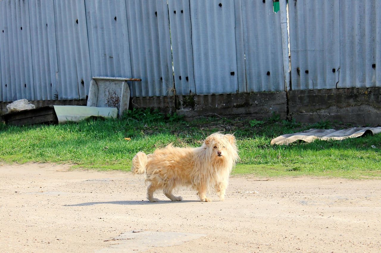 animal themes, mammal, domestic animals, one animal, livestock, pets, sheep, two animals, relaxation, field, standing, day, full length, outdoors, built structure, herbivorous, dog, zoology, young animal, no people