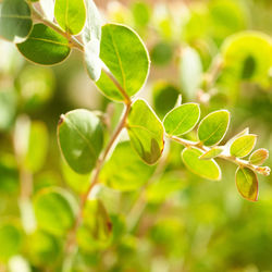 Close-up of green leaves on plant