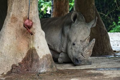 Close-up of rhino on tree trunk