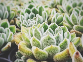 Close-up of succulent plant