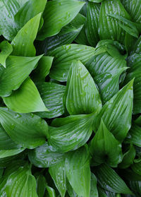 Full frame shot of green leaves