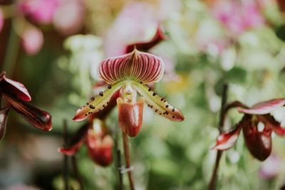 Close-up of red flowering plant