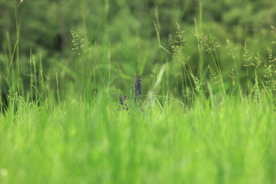 Plants growing on land