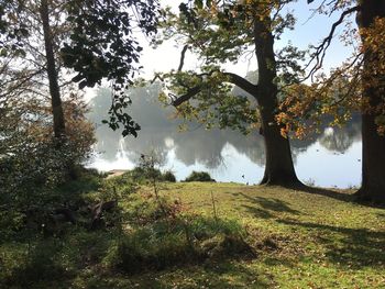 Trees on landscape against sky