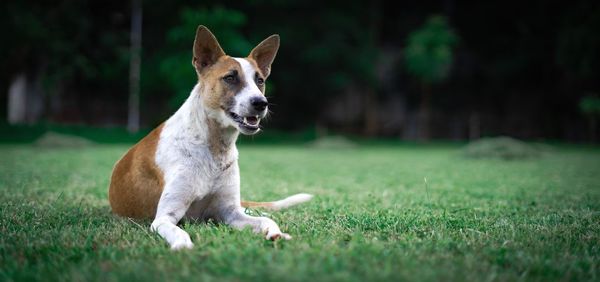 Dog looking away on field