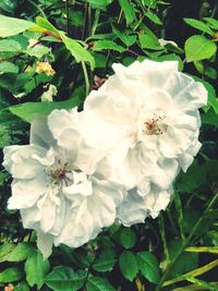 Close-up of white flowers