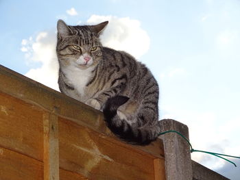 Low angle view of a cat against the sky