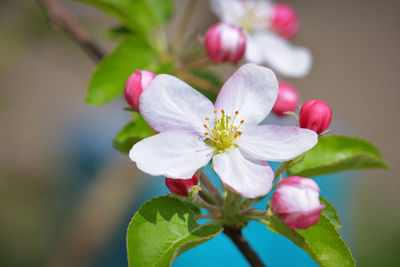 Close-up of pink flowers blooming outdoors