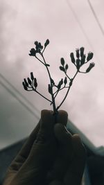 Close-up of hand holding plant against sky