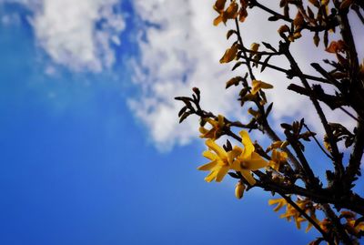 Low angle view of cherry blossom against blue sky