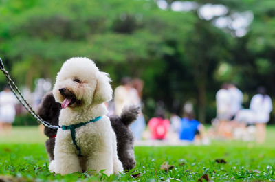 An adorable white poodle which in dog leash sitting on green grass while walking at the park.