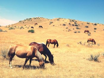 Horses grazing on landscape