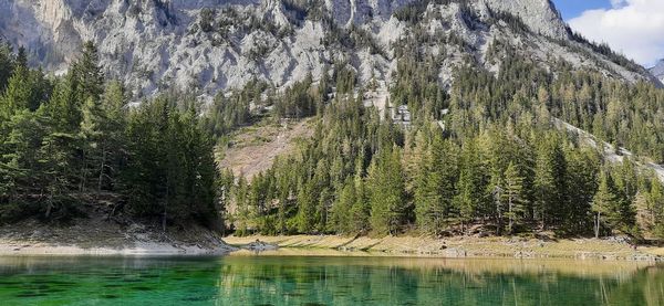 Scenic view of lake in forest