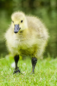 Close-up of bird on field