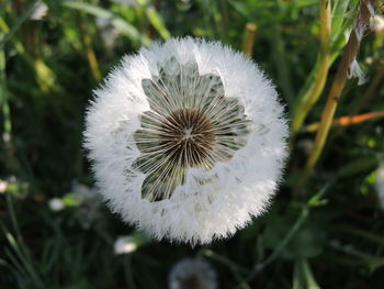 Close-up of dandelion flower