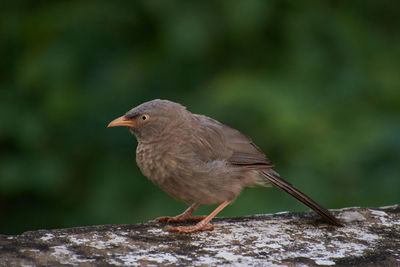 Close-up of bird perching