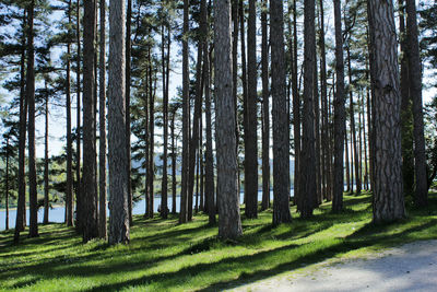 Pine trees in forest