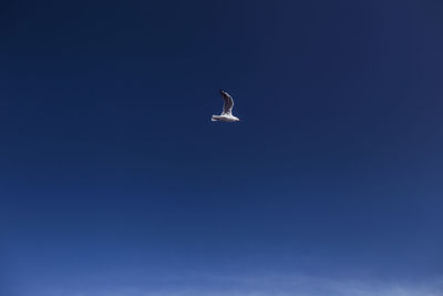 Low angle view of eagle flying against clear blue sky