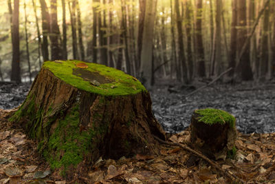 Close-up of tree stump in forest