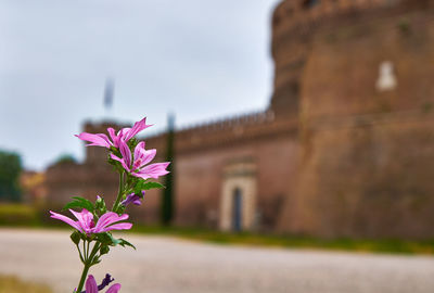 Close-up of pink flowering plant against building