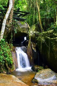 Scenic view of waterfall in forest