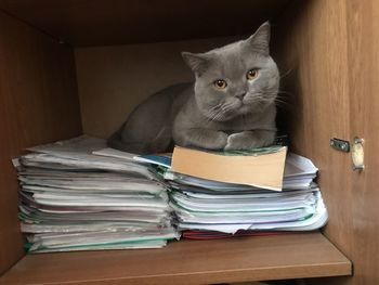 Portrait of cat sitting on table