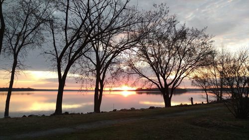 Silhouette of trees at sunset