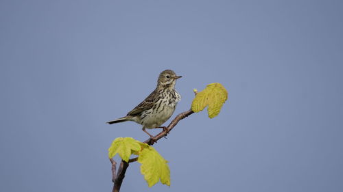 Low angle view of birds perching on tree against sky