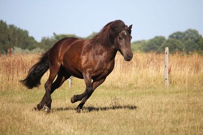 Side view of a horse on field