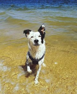 Portrait of dog on beach