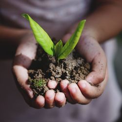 Close-up of person holding small plant