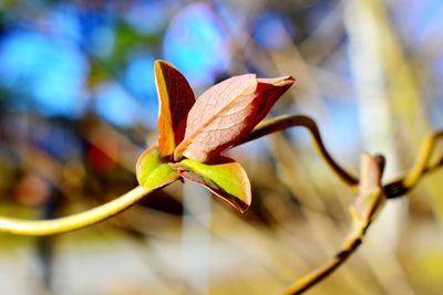 Close-up of yellow flower against blurred background