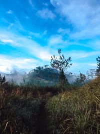 Plants growing on land against sky