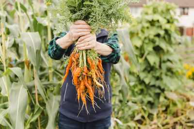 Unrecognizable senior woman holding bunch of harvested carrots