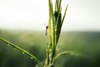 Close up of fly insect with long legs sitting on rich green grass with water dew drops