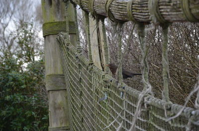 Low angle view of a rope