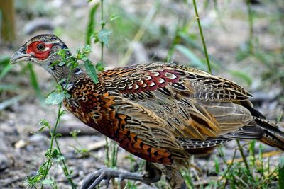 Close-up of a bird on land