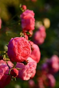 Close-up of pink rose