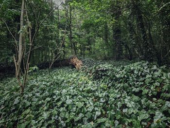 Plants growing on land