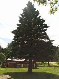 View of trees on landscape