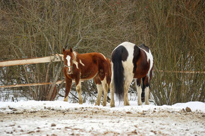 Horses standing in a field