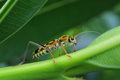 Close-up of insect on leaf