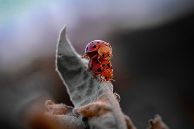 Close-up of insect on dry leaf during winter