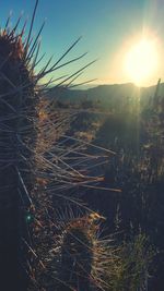 Aerial view of field against sky at sunset