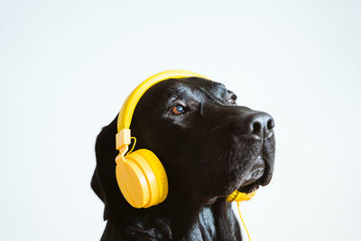 Close-up of dog looking away against white background